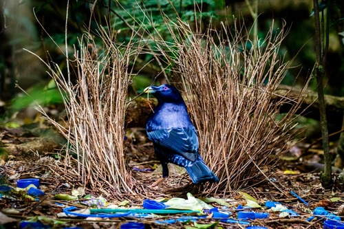 A satin bowerbird