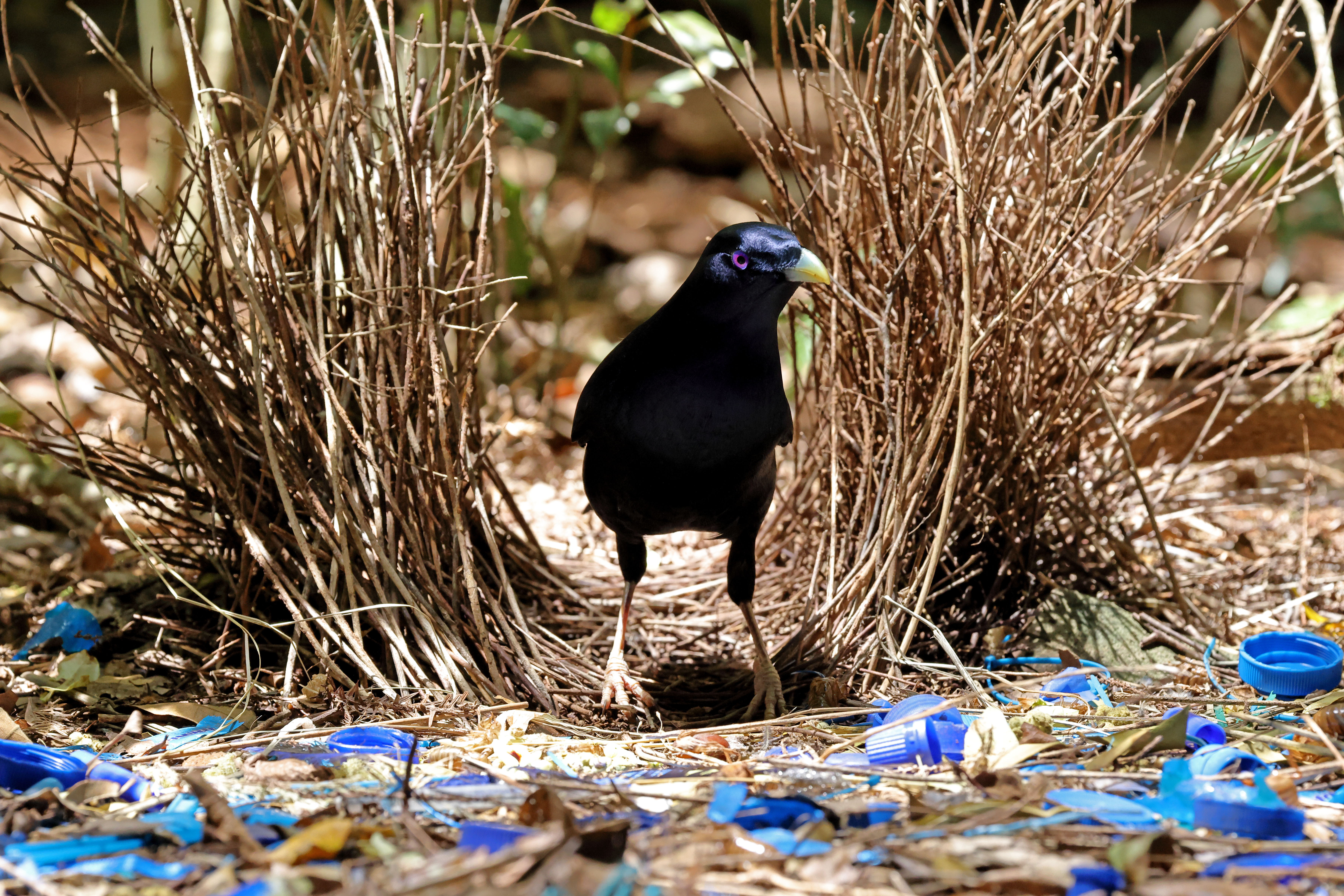 A Satin Bowerbird